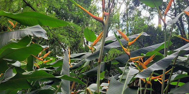 Sophie nature park a peaceful nature walk in the heart of mauritius  (6)